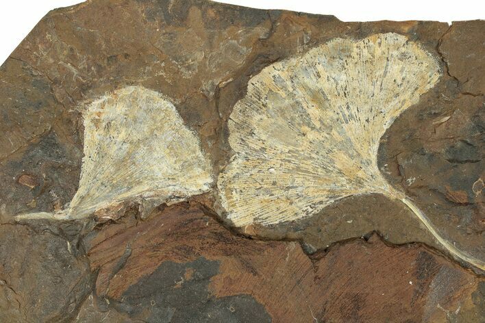 Two Paleocene Fossil Ginkgo Leaves - North Dakota #271062
